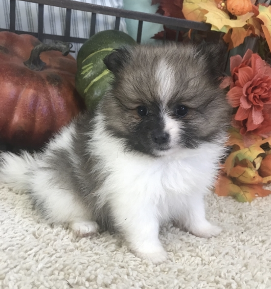 comprar cachorros sanos, baratos y asequibles para la venta